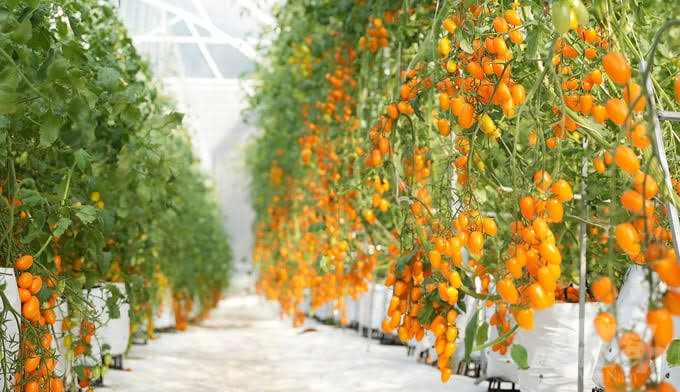 Vườn Cà Chua Tuấn Anh